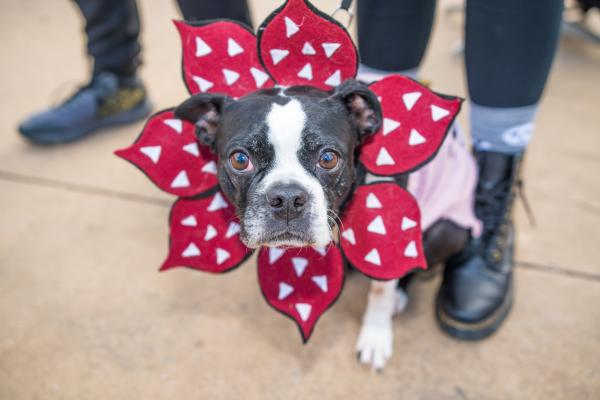 nightmare on front street 2023